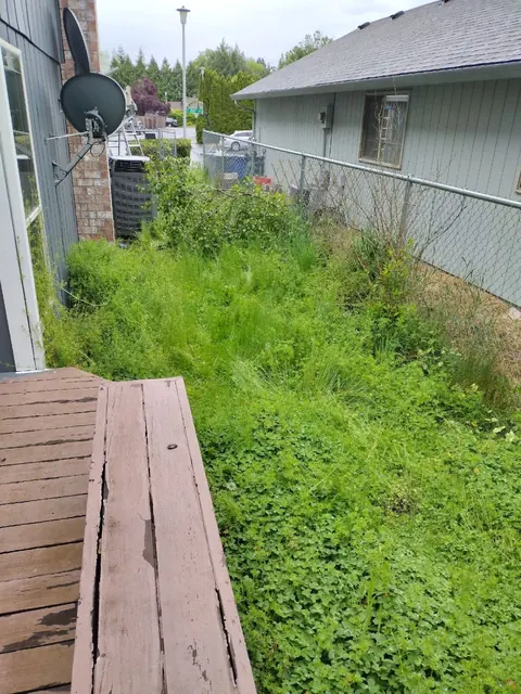 Tall grass and dense weeds fill the narrow passage between the house and the chain-link fence.