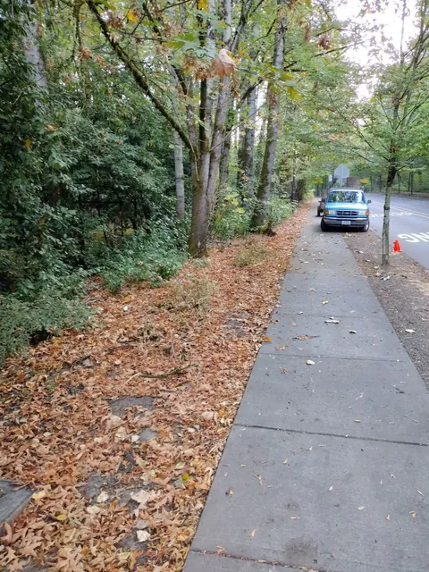 Fallen leaves and brush blanket the strip between a wooded slope and the sidewalk.